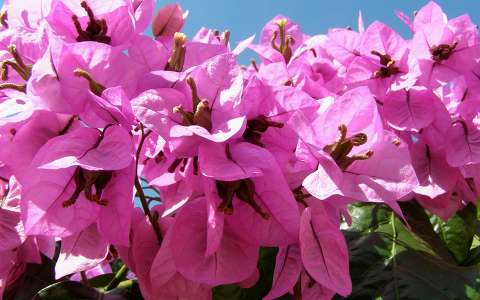 Bougainvillea