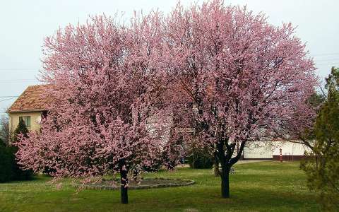 fa tavasz virágzó fa