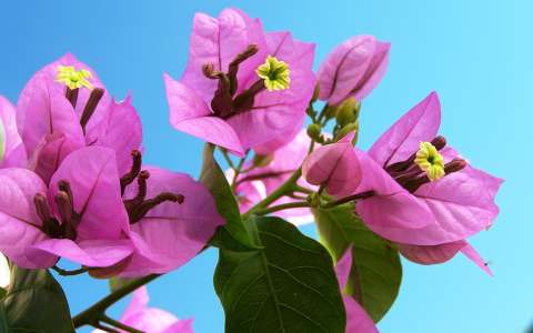 Bougainvillea