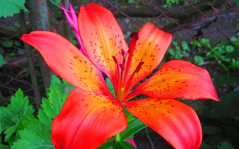 liliom