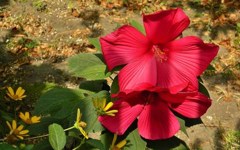 hibiszkusz