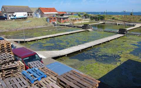 Zeeland, Village Yerseke a / d Oosterschelde. MosselBanks (Zuid-Nederland)