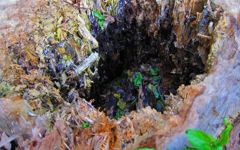 Haarlem Holland, Tree-stump