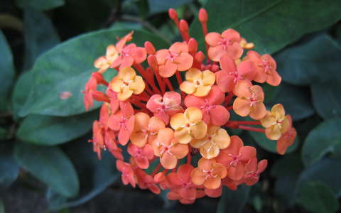 Amsterdam Artis Zoo, Tropical flower in the Butterfly garden