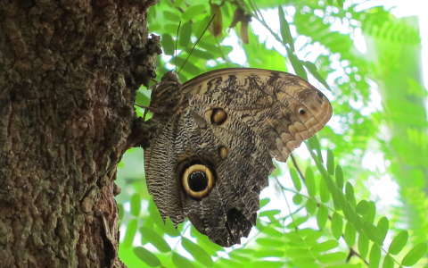 Amsterdam Artis Zoo, In the Butterfly garden