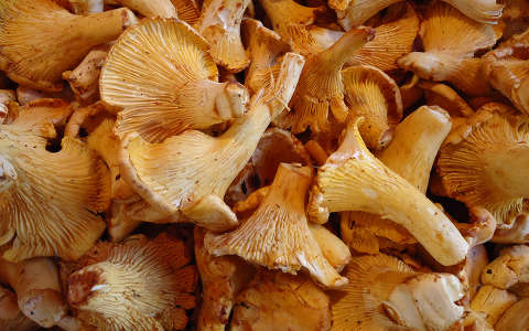 Rókagomba