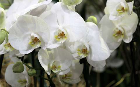 Budapest, Syma csarnok, orchidea kiállítás - 2012
