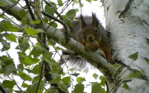 címlapfotó dió gyümölcs mókus