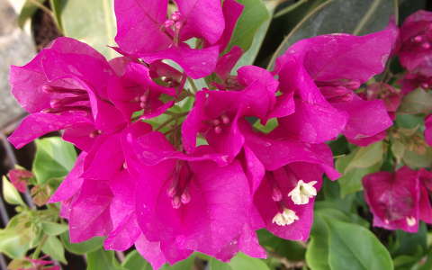 Bougainvillea. Fotó: Csonki