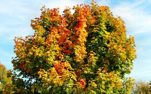 fa színes ősz