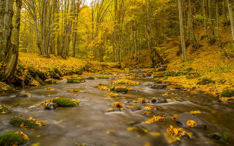 címlapfotó erdő patak ősz