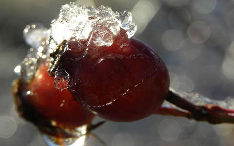 csipkebogyó gyümölcs jég