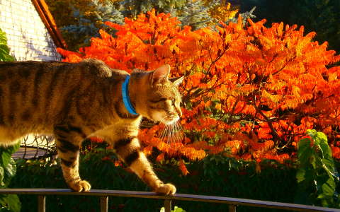 macska ősz