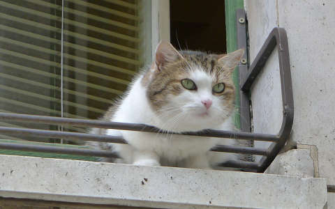 ablak macska
