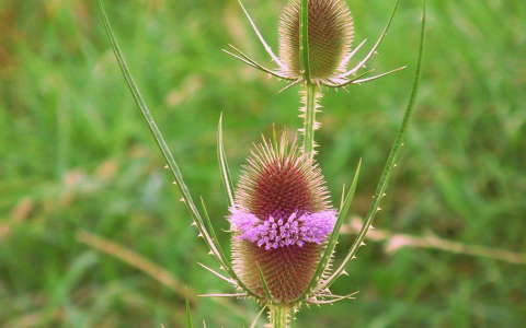 Héjjakút mácsonya (Dipsacus laciniatus), Kisalföld, Rábaköz