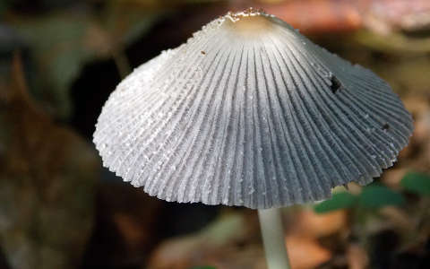 gomba