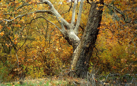 erdő fa ősz