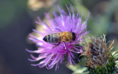 Méhecske makro