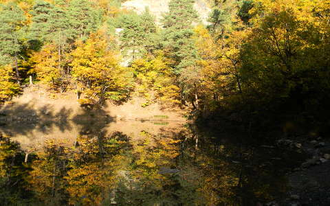 erdő tükröződés ősz