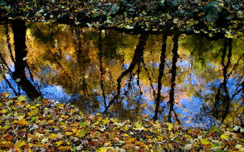 levél patak tükröződés ősz