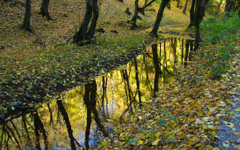 levél patak tükröződés ősz