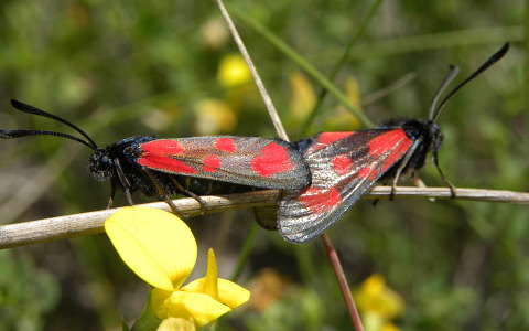 lepke
