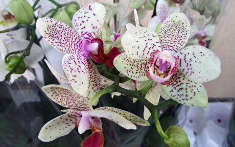 Orchidea. Fotó: Csonki