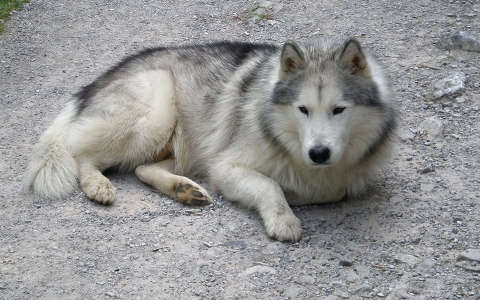 Husky - a hegyek őrzője