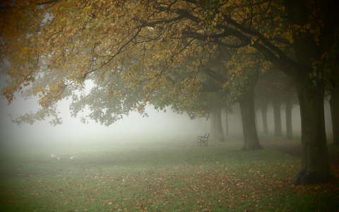 címlapfotó fasor kertek és parkok köd