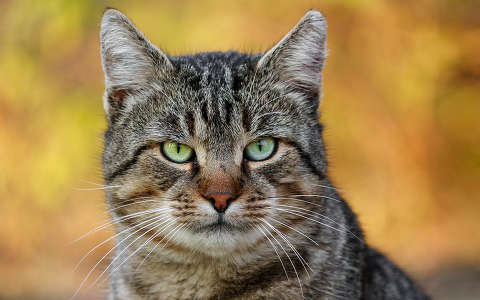címlapfotó macska ősz