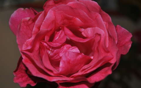 Rosa,-ae f