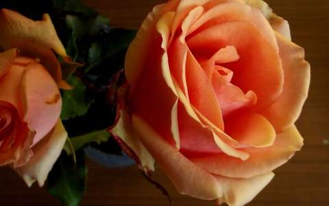 névnap és születésnap rózsa