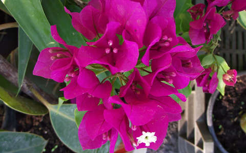 Bougainvillea: Fotó: Csonki