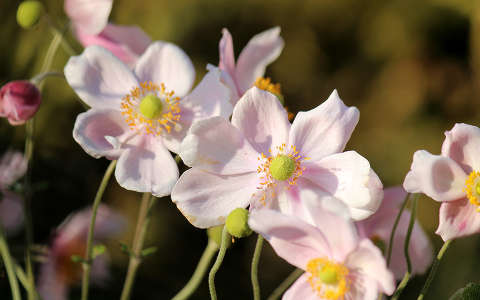 kínai szellőrózsa (Anemone hupehensis)