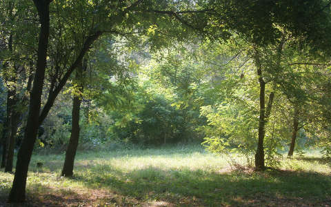Tisztás a Tisza mellett