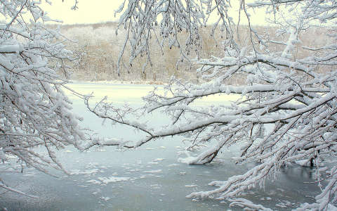 címlapfotó fa folyó tél