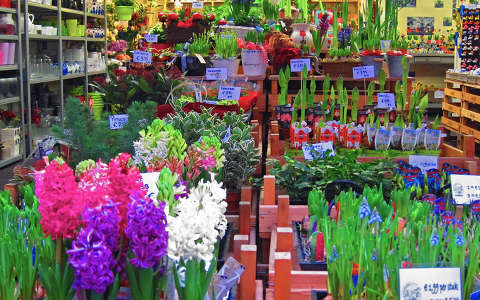 Amsterdam, Singel-Flowermarket