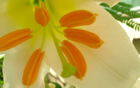 liliom