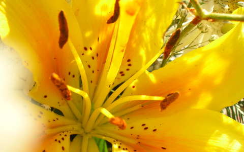 liliom