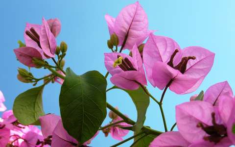 Bougainvillea