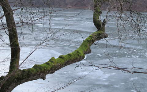 fa folyó jég moha