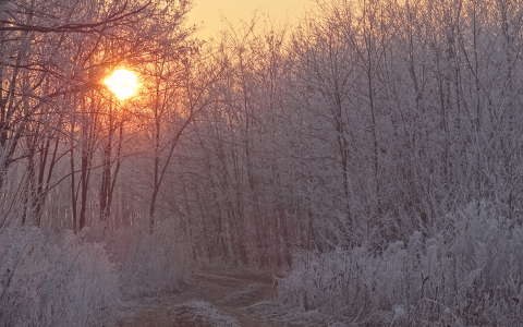 címlapfotó erdő naplemente tél