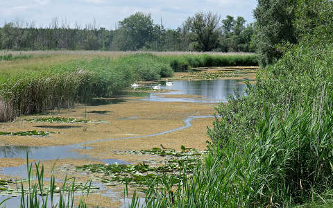 Kis Balaton, Diás sziget
