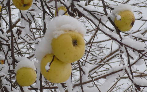 alma gyümölcs tél