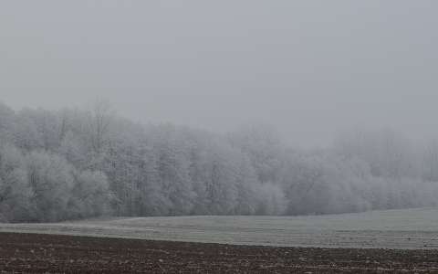 erdő köd mező tél