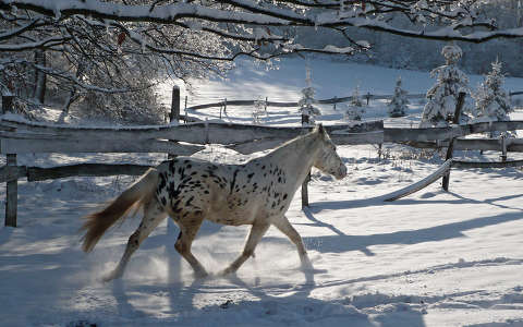 kerítés lovak tél