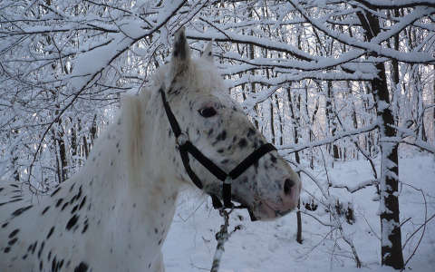 lovak tél