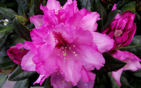 Rododendron. Fotó: Csonki
