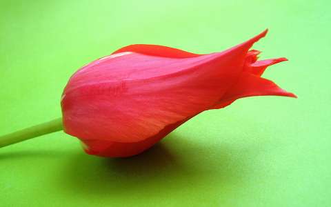 Tulipán
