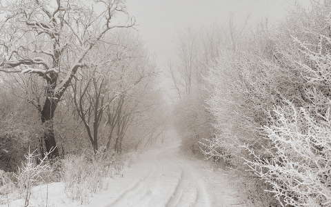 címlapfotó erdő köd tél